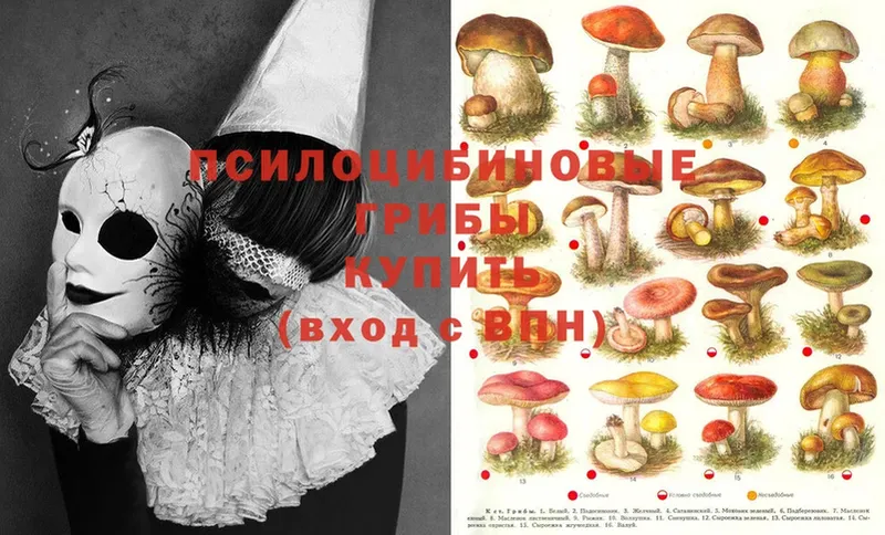 площадка телеграм  Далматово  Галлюциногенные грибы Psilocybine cubensis 